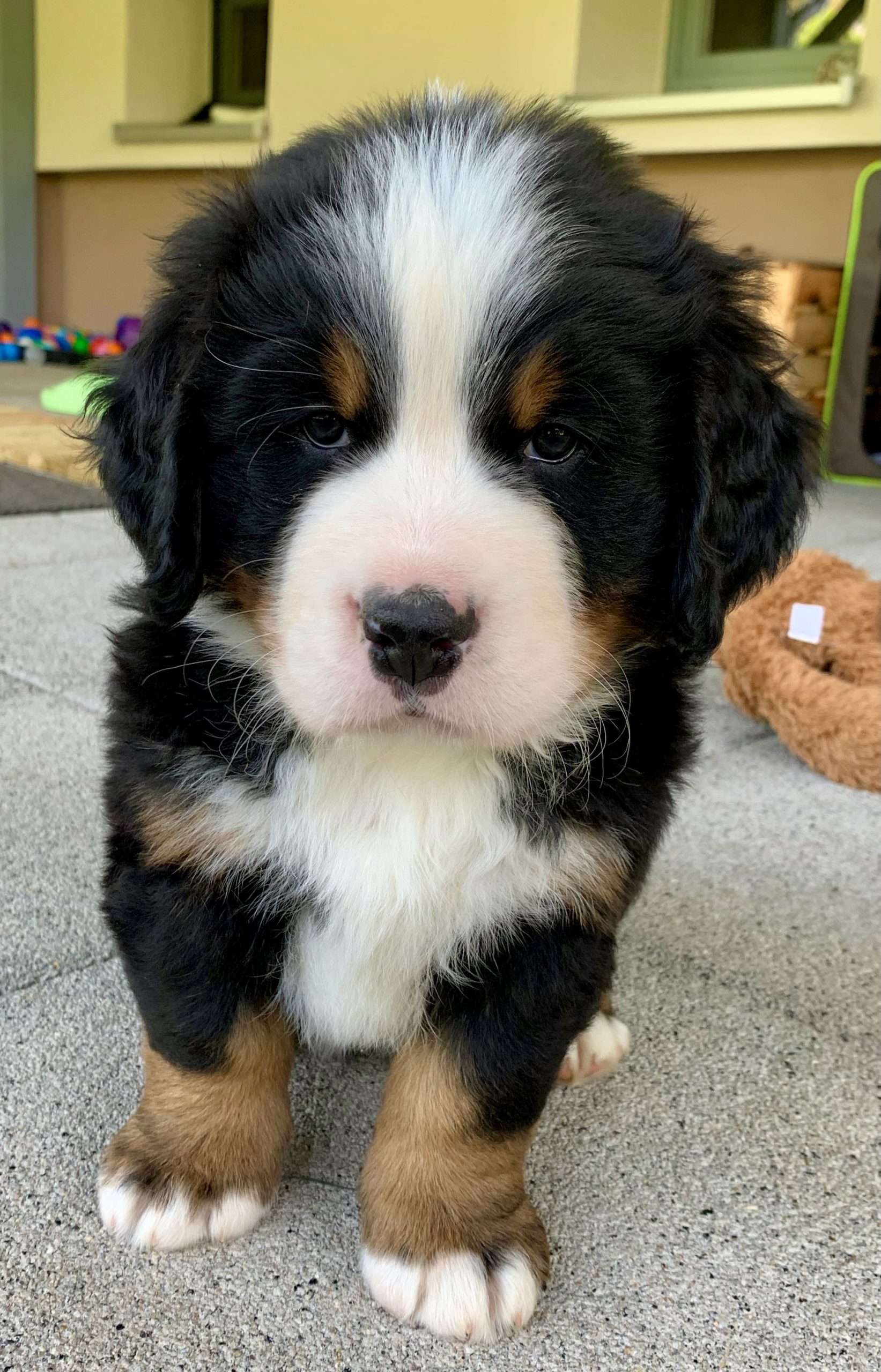 9.5.2023 - Unsere B-chen sind 6 Wochen alt - Berner Sennenhunde von der ...
